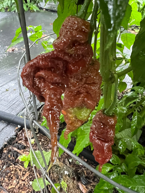 Fresh Chocolate Primotalii Peppers (5-Pack)