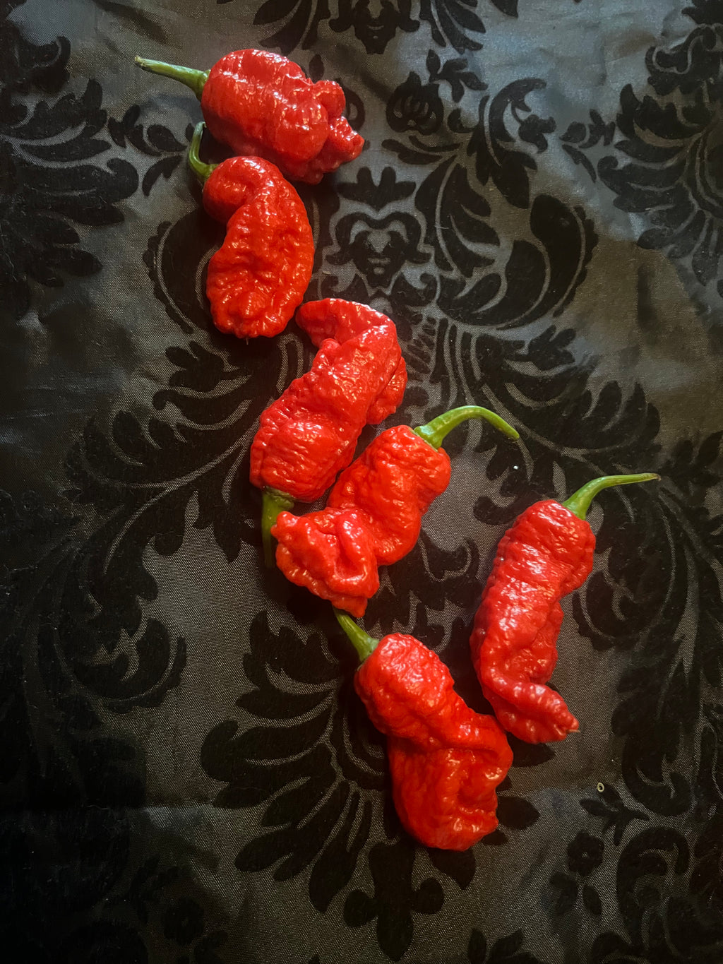 Fresh Satan's Gatekeepers (5-Pack)