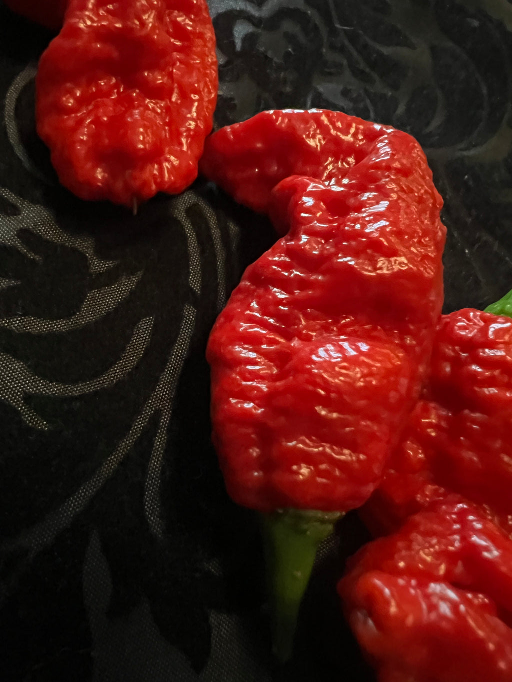 Fresh Satan's Gatekeepers (5-Pack)