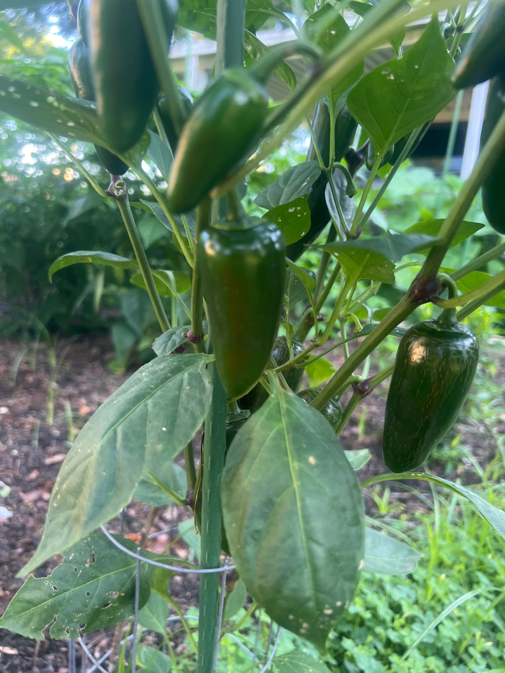 Fresh Jalapeño Peppers (5-Pack)