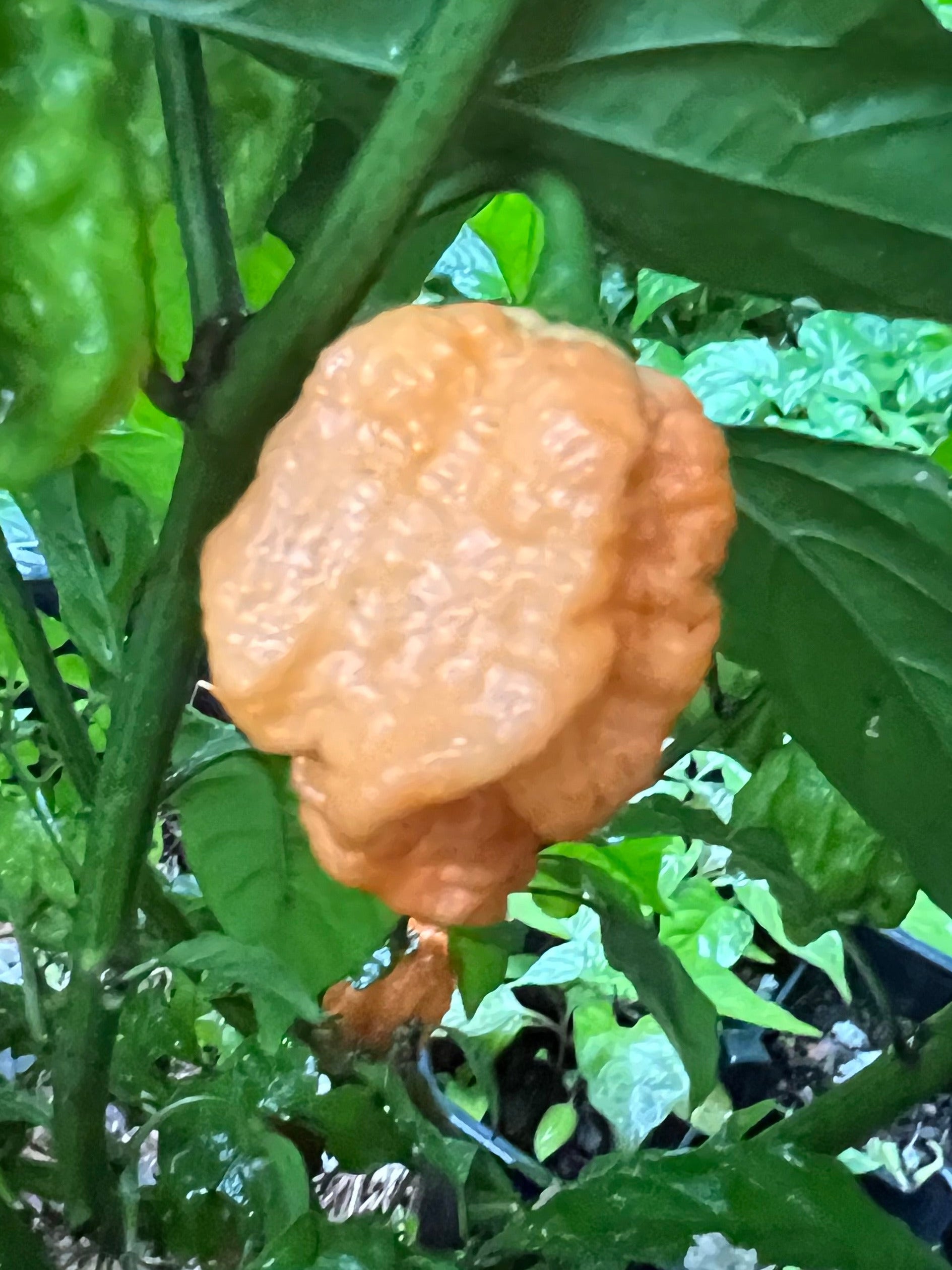 Fresh Preacher Peppers (5-Pack)
