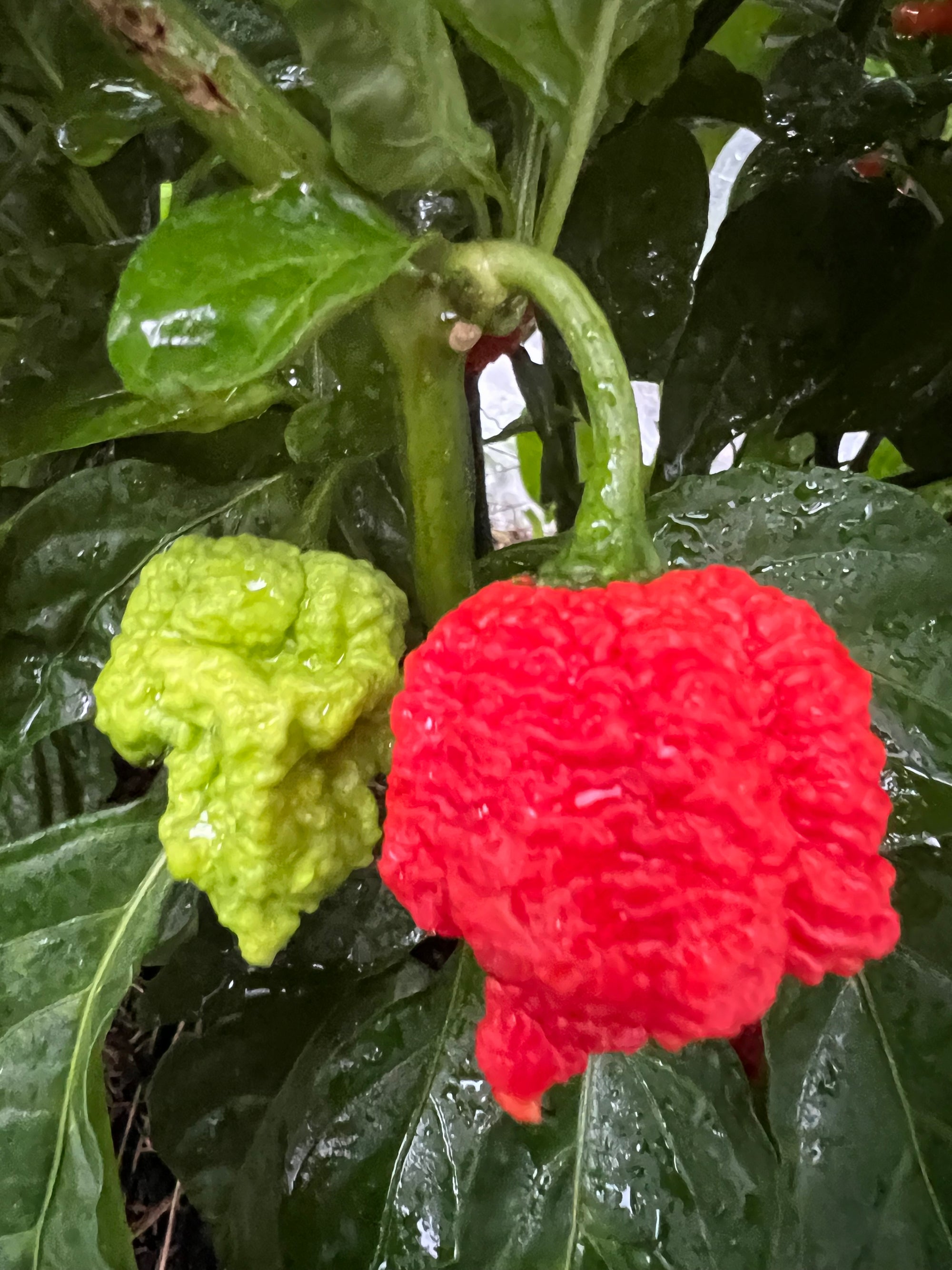 Fresh RB003 Peppers (5-Pack)