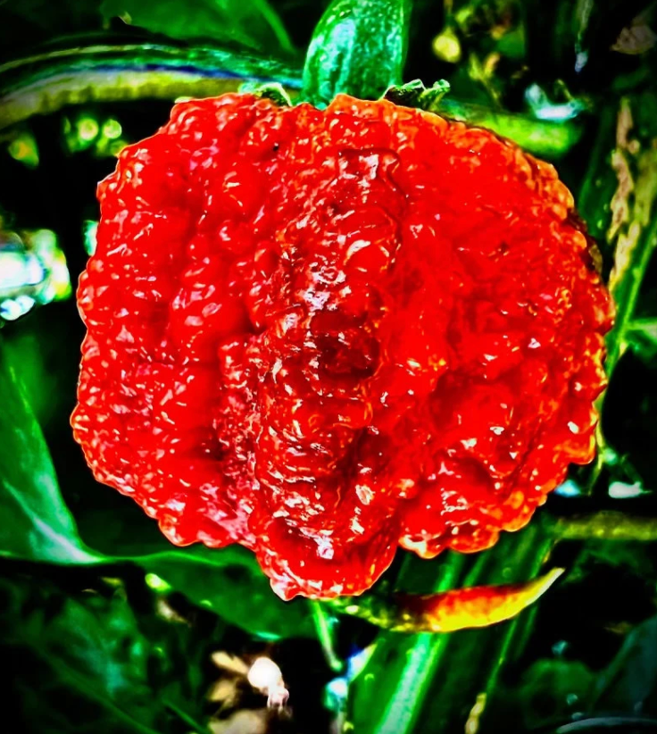 6 Carolina Reaper Peppers