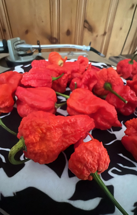 6 Carolina Reaper Peppers