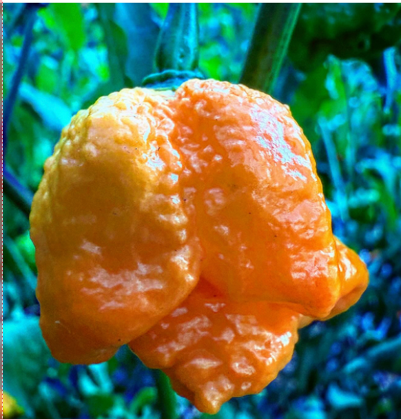 Fresh Preacher Peppers (5-Pack)